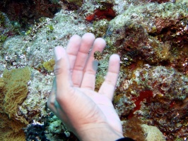 Juvenile Smooth Trunkfish  with hand for scale IMG 9178
